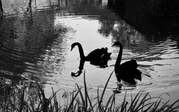 Understanding Black Swan Bugs in Software Engineering: What They Mean for Future Roles