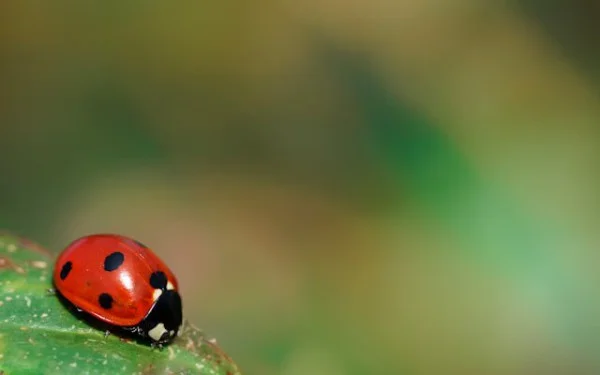 Reevaluating Software Testing: Beyond Just Bug Detection
