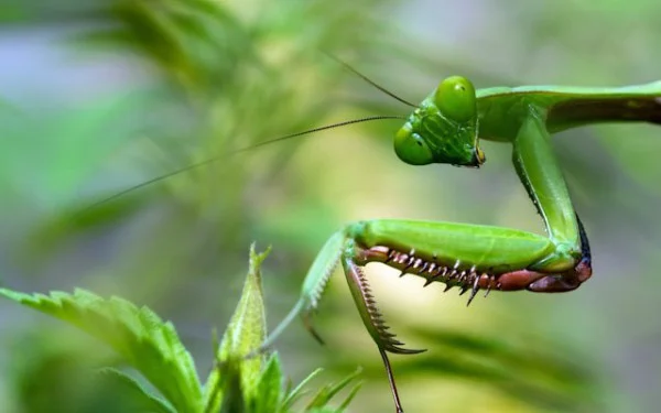 Java Tool Development: Crafting a Version Manager by Solving Existing Bugs