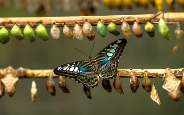 AI and Agile Transformations: Lessons from the Past